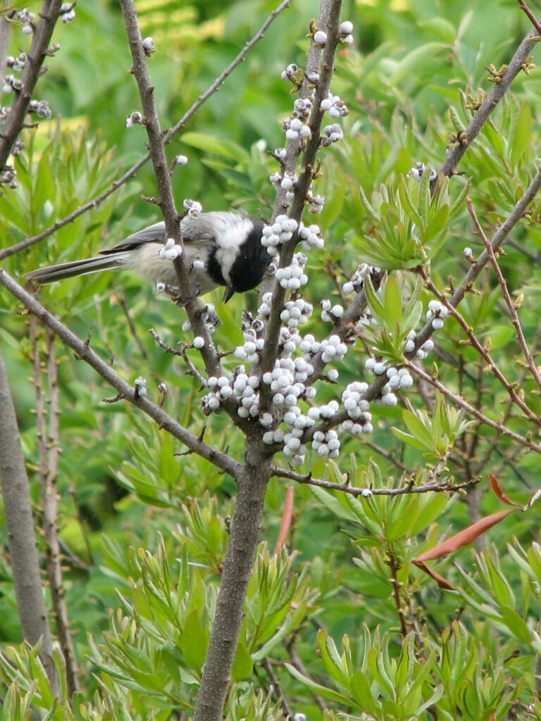 A chickadee eating bayberries