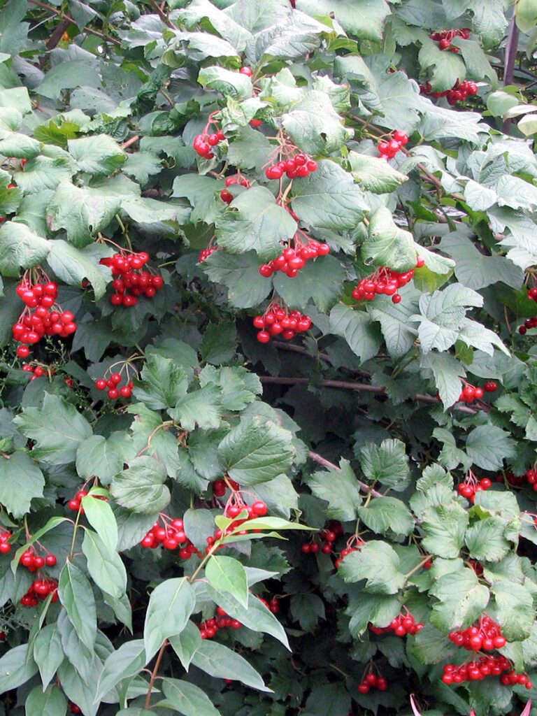 Non-native cranberry bush