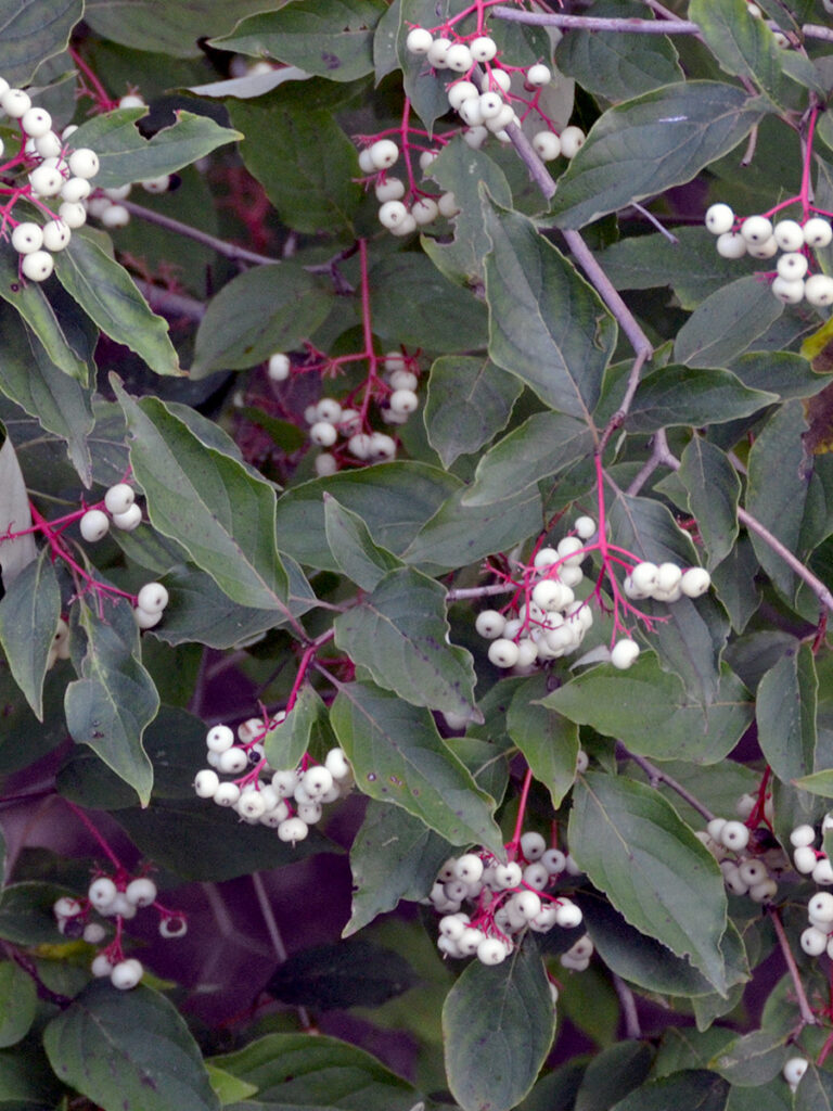 Gray dogwood berries