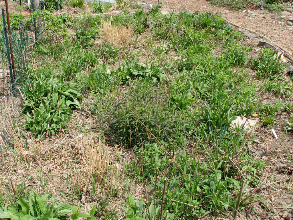 Meadow in mid-May