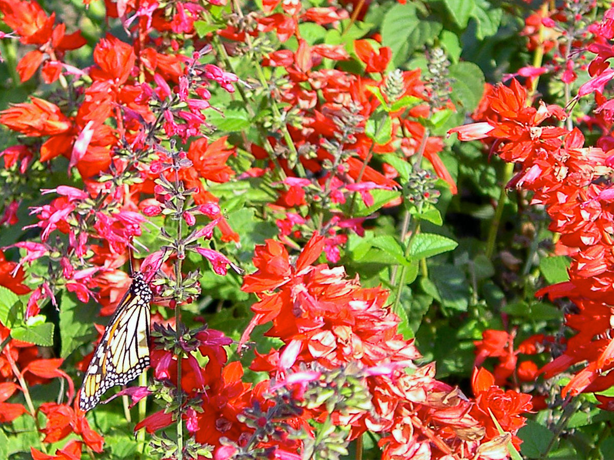 Monarch nectaring on salvia