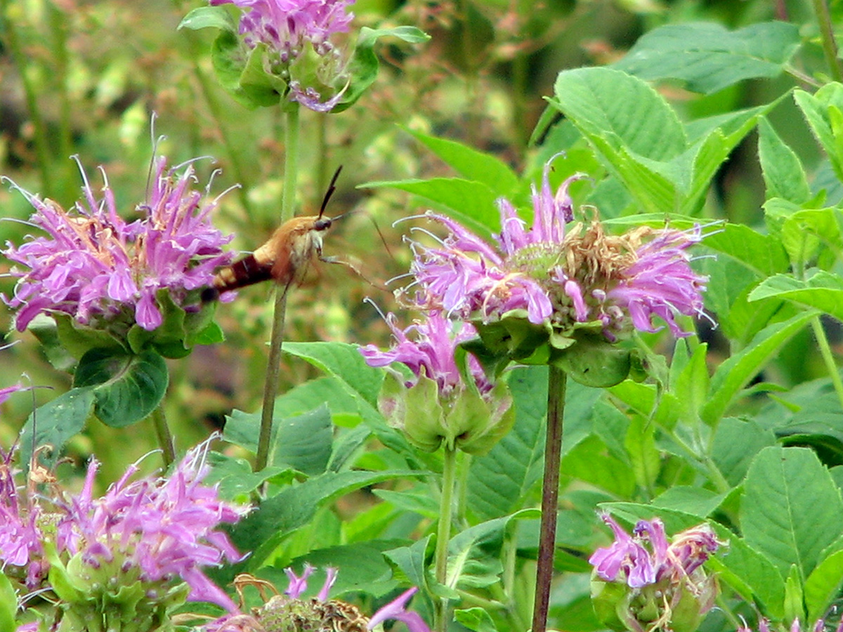 Moth nectaring on monarda