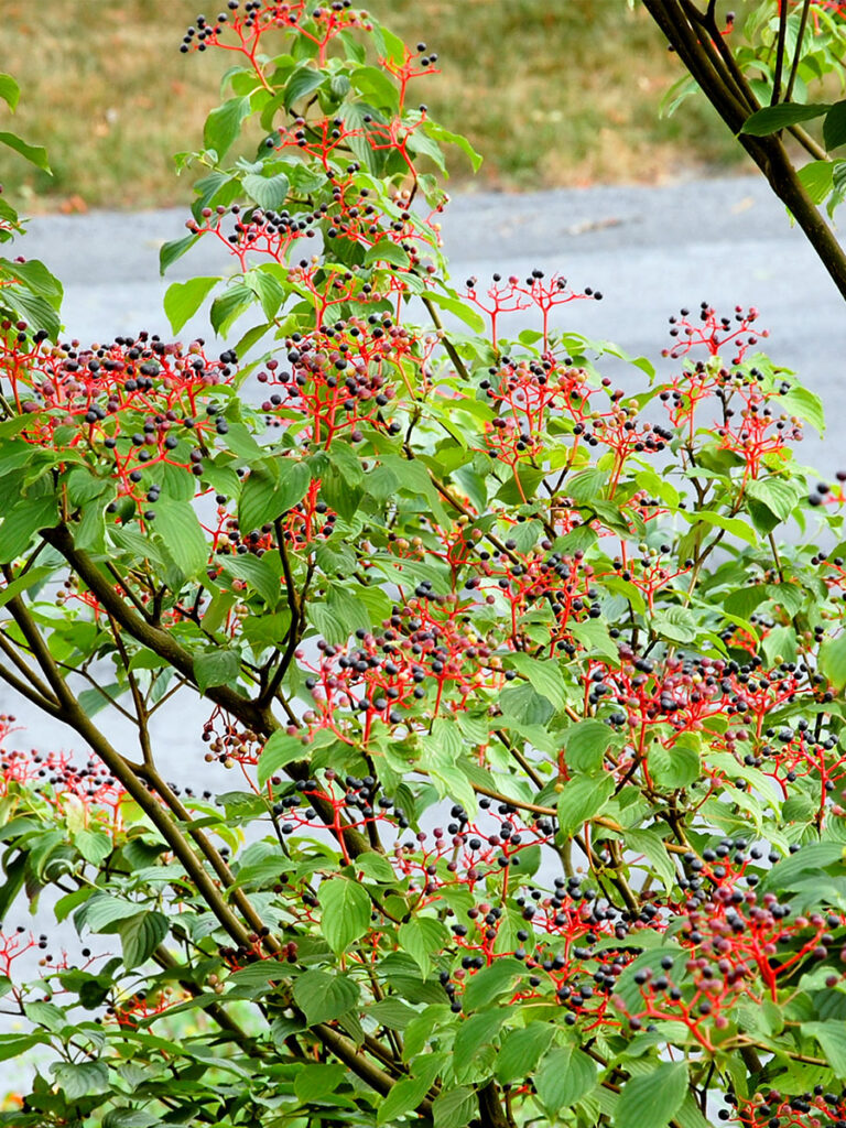 Pagoda dogwood berries