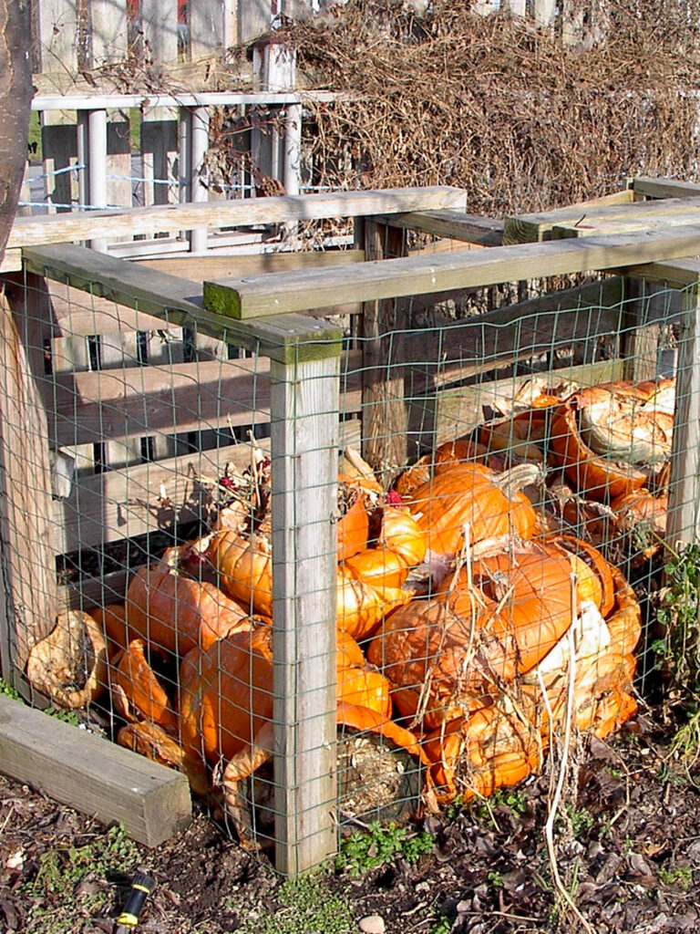 Pumpkins in compost