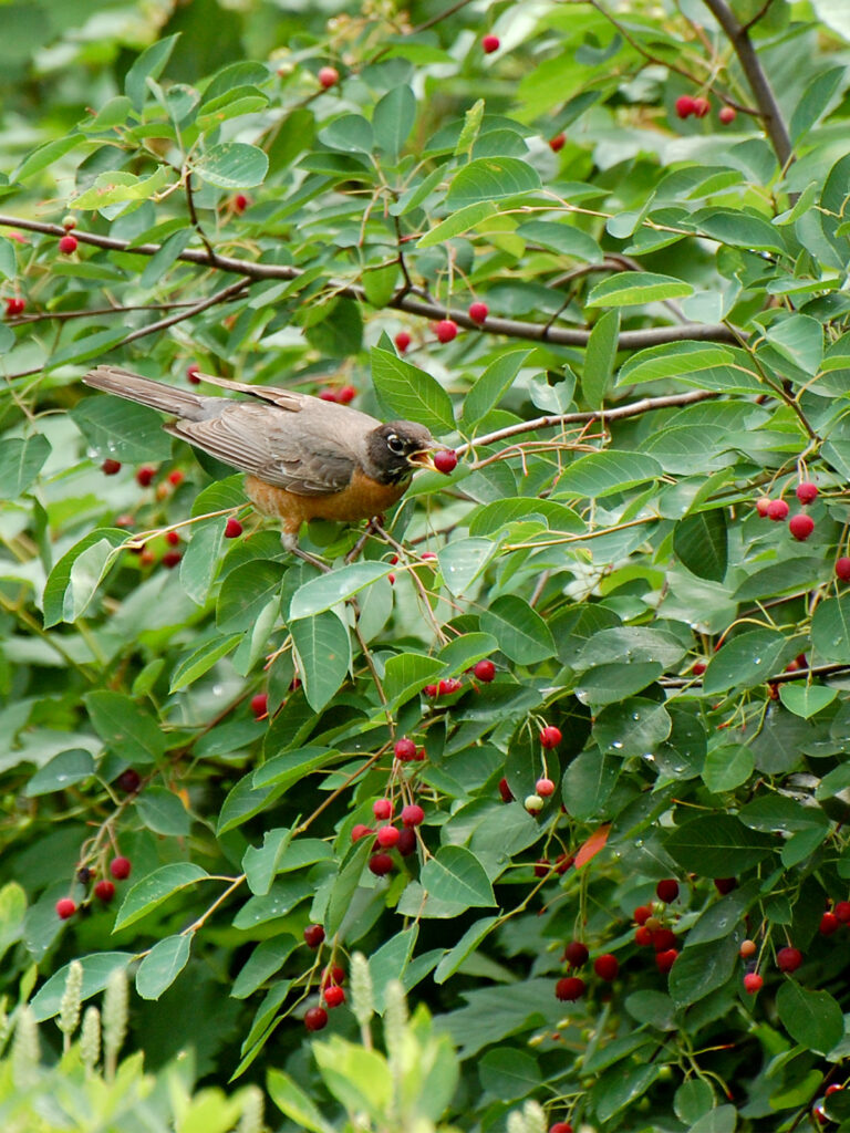 A robin eating serviceberries