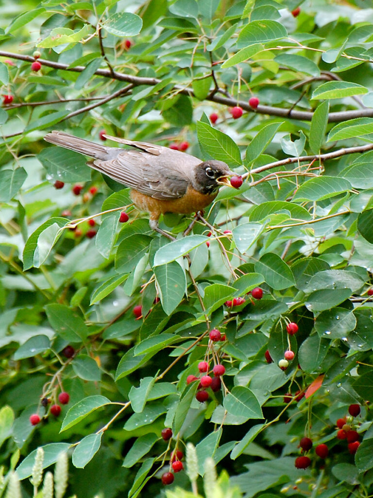 Robin eating serviceberry