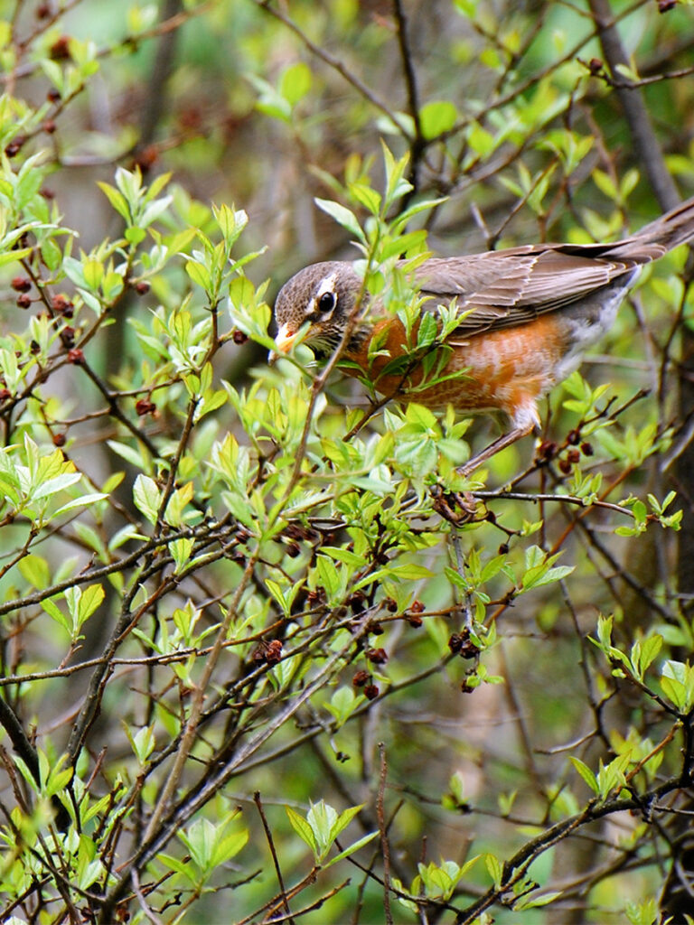 Robin eating winterberry in spring