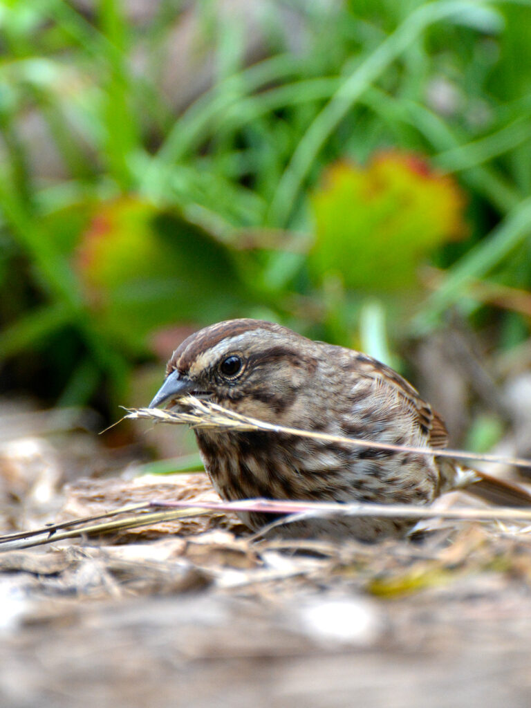Song sparrow eating our native grass seeds