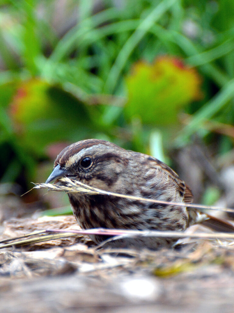 Song sparrow eating grass seed