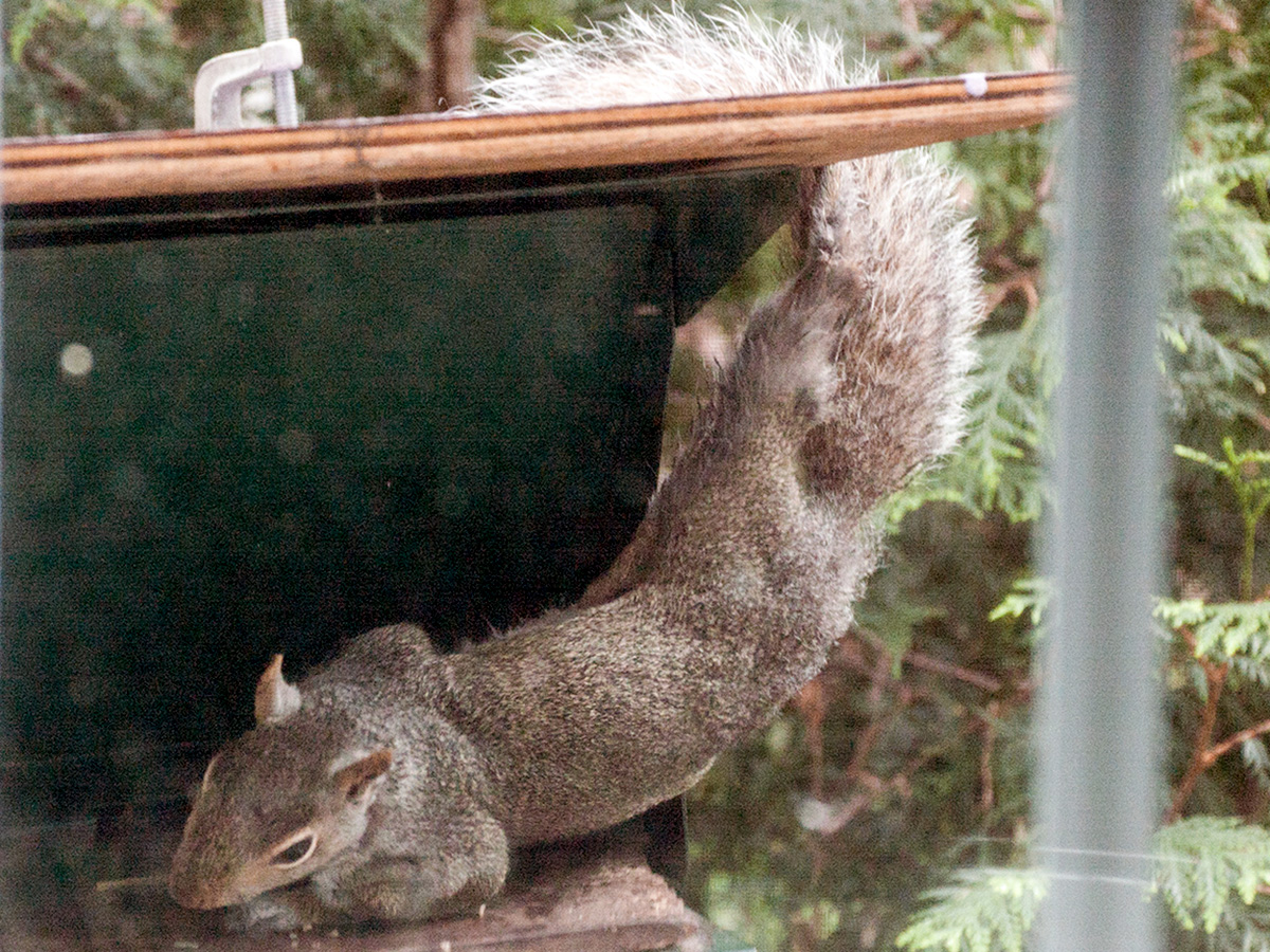Squirrel outwitting bird feeder