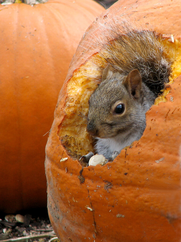 Squirrel in a pumpkin