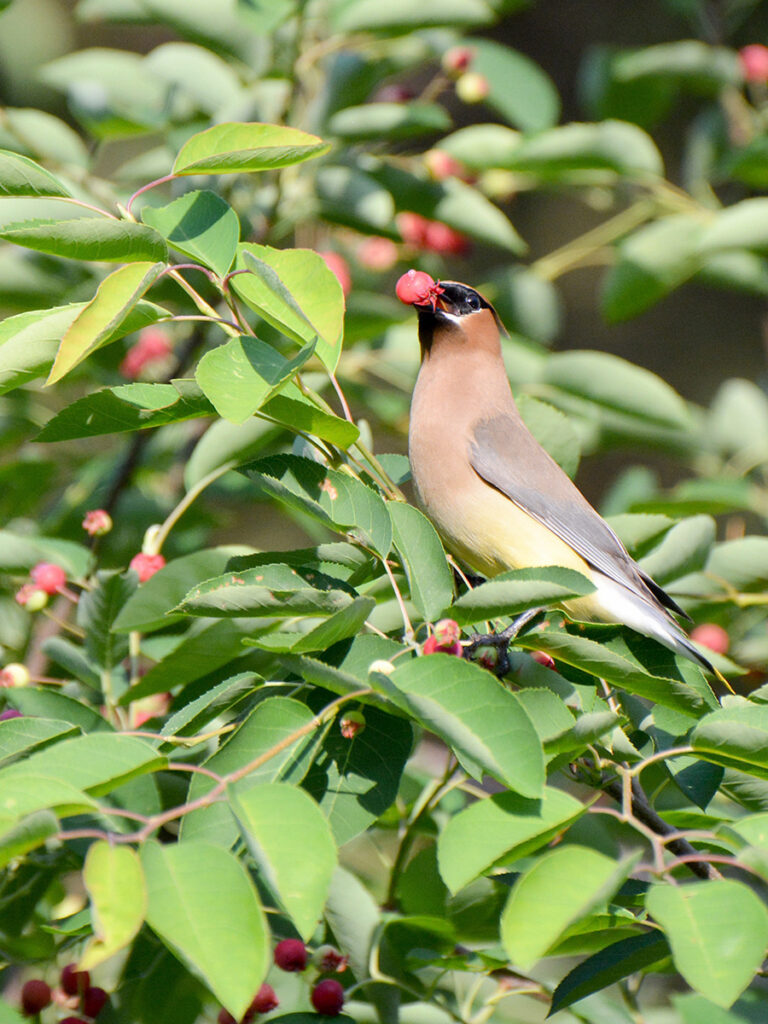 A waxwing eating serviceberries