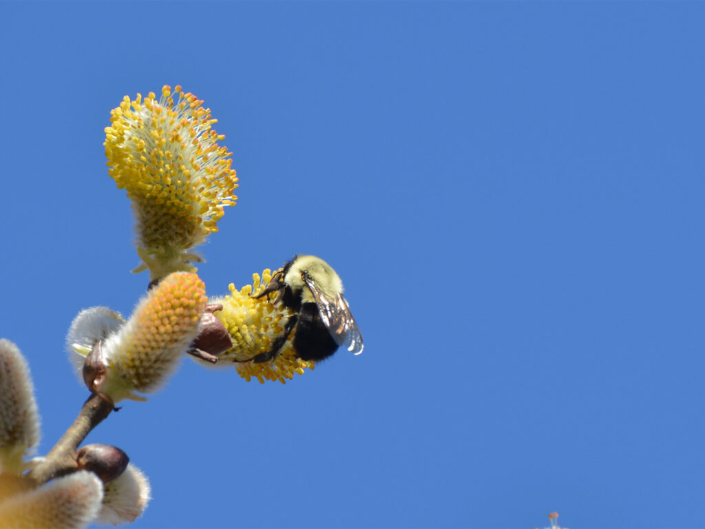 Bee and pussy willow