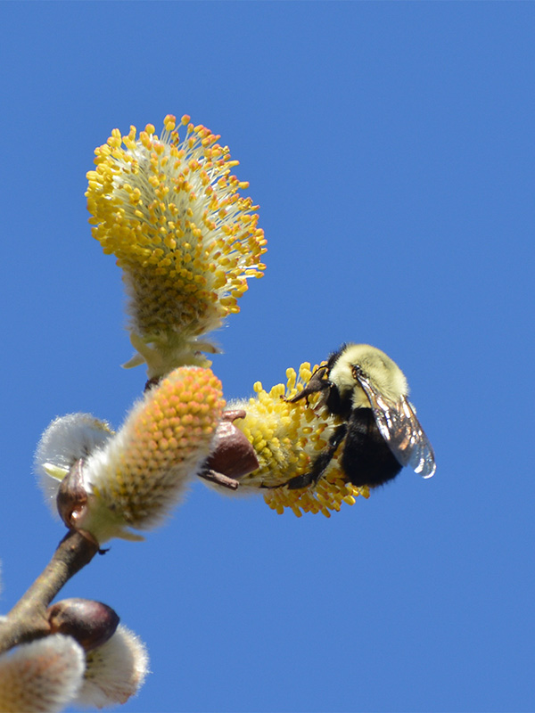 Bee and pussy willow flower