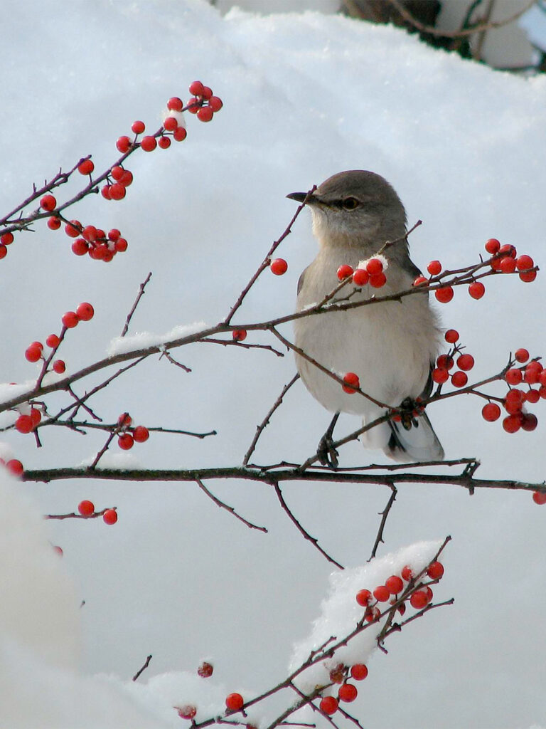 Mockingbird in a winterberry