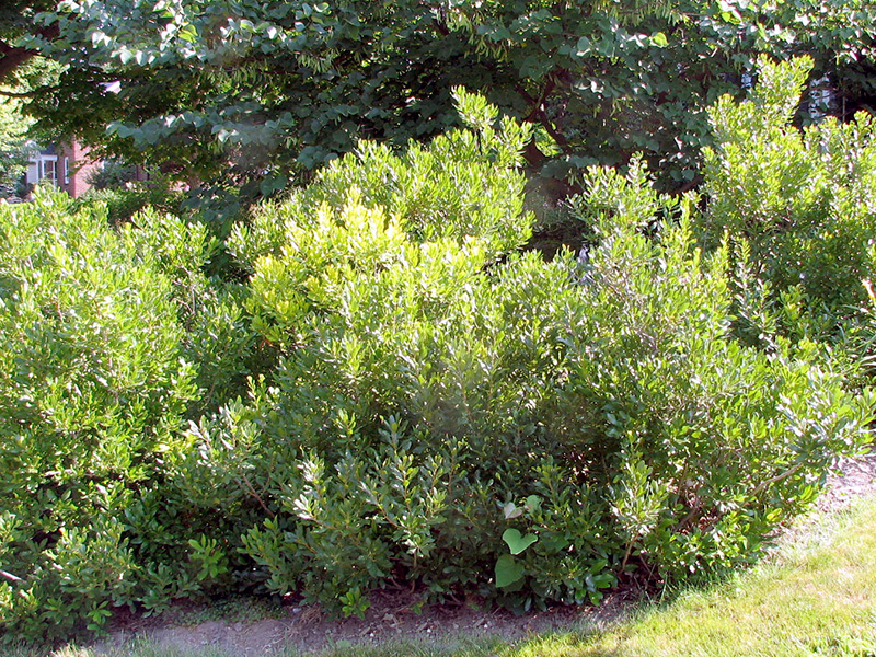 Bayberries in front yard