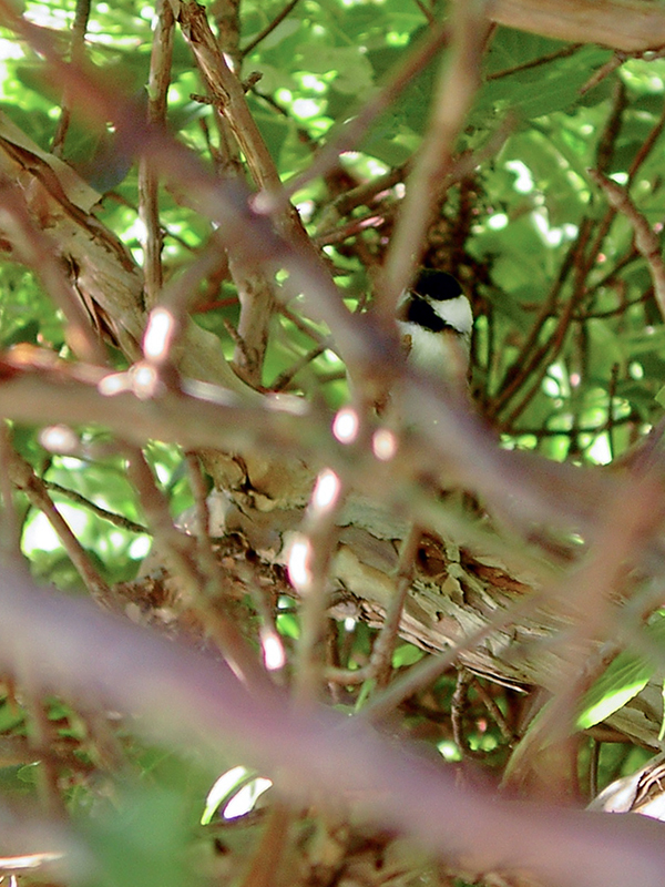 Chickadee in cover