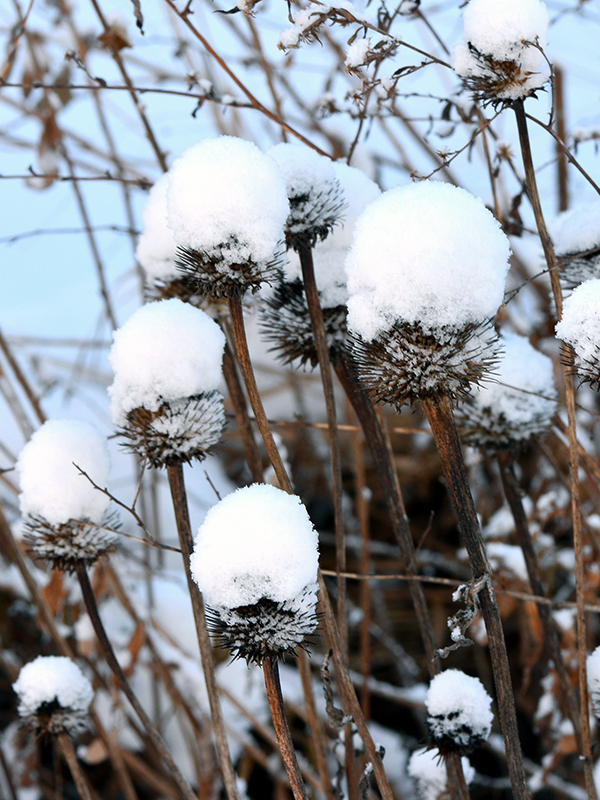 Coneflower stalks in winter
