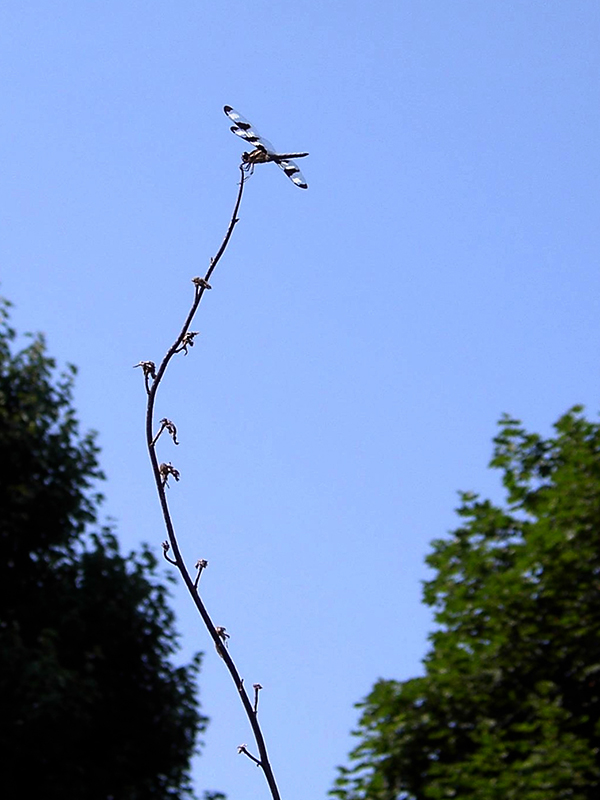 Dragonfly perching on an old stalk