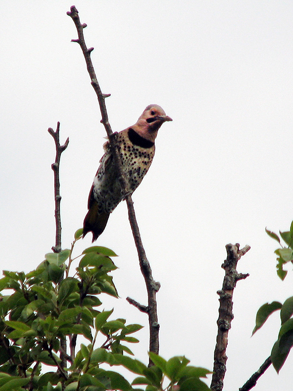 Flicker perching on a snag