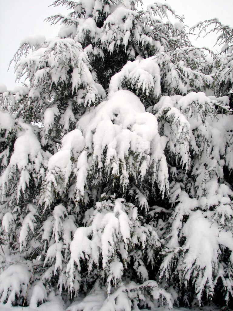 Snow-covered hemlock provides cover