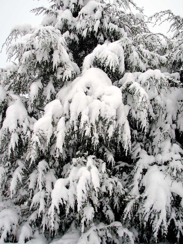 Hemlock covered with snow