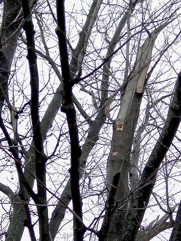 Cavity in maple tree