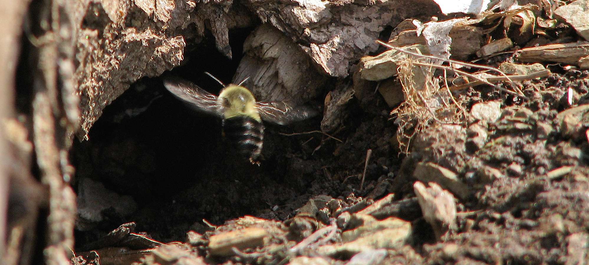 Bee entering nest