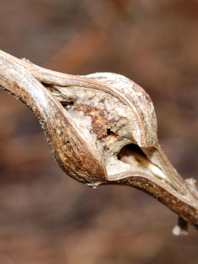 Gall in spring