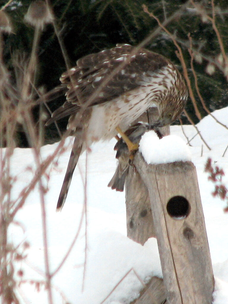 Hawk eating prey