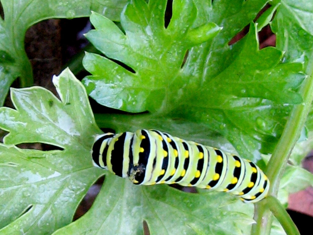 Black swallowtail caterpillar and parsley