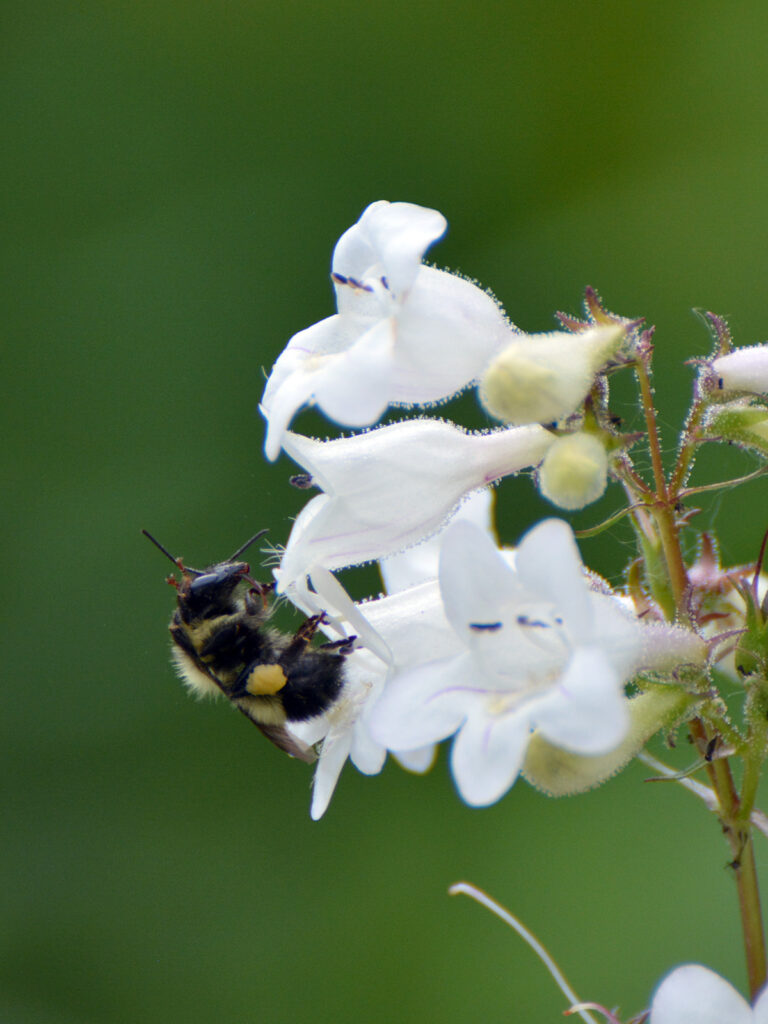 A bumble bee with a penstemon