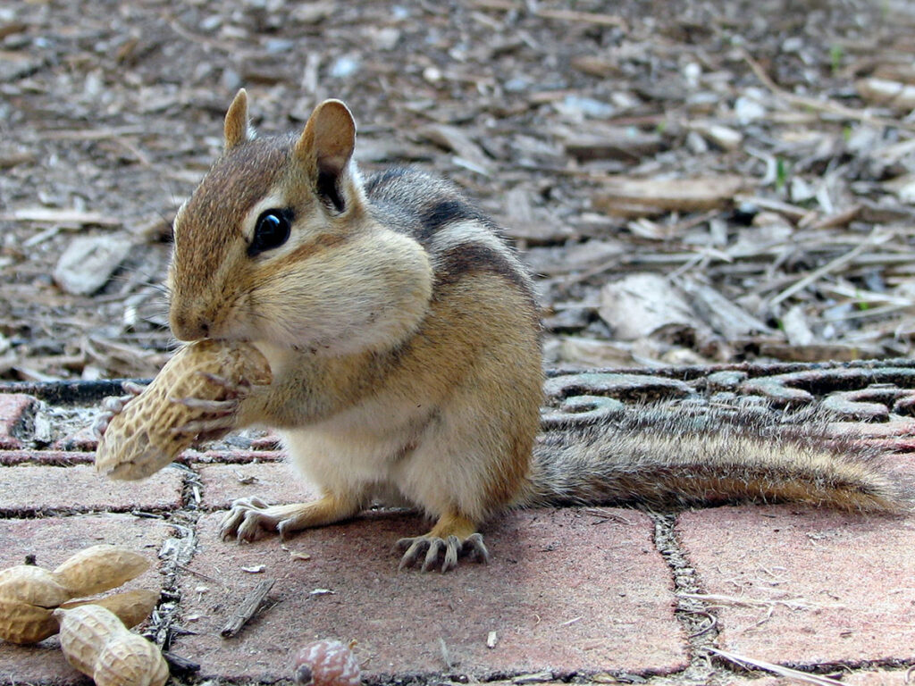 Chipmunk eating a peanut