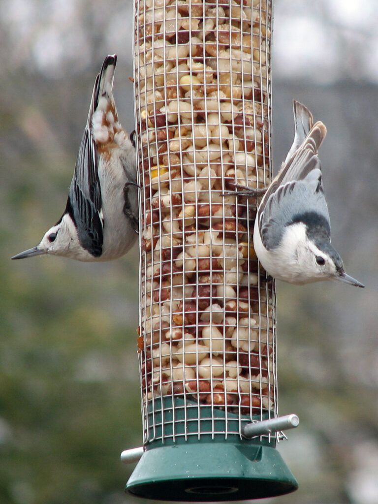 Nuthatches at a peanut feeder