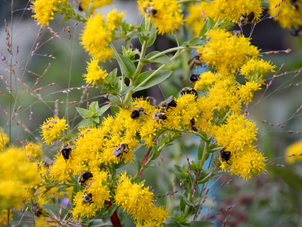 Bees love goldenrod