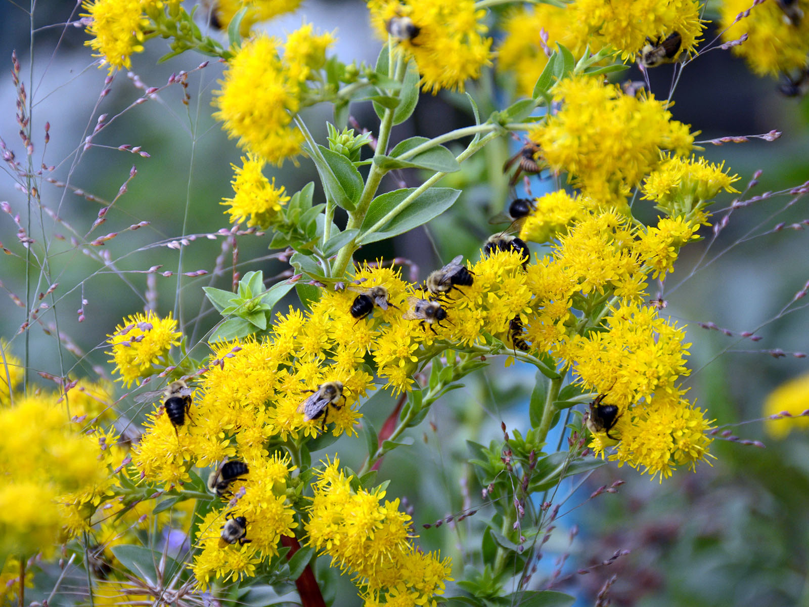 Bees nectaring on goldenrod