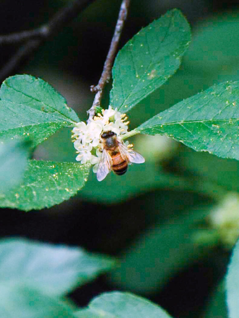 Honey bee and winterberry flowers