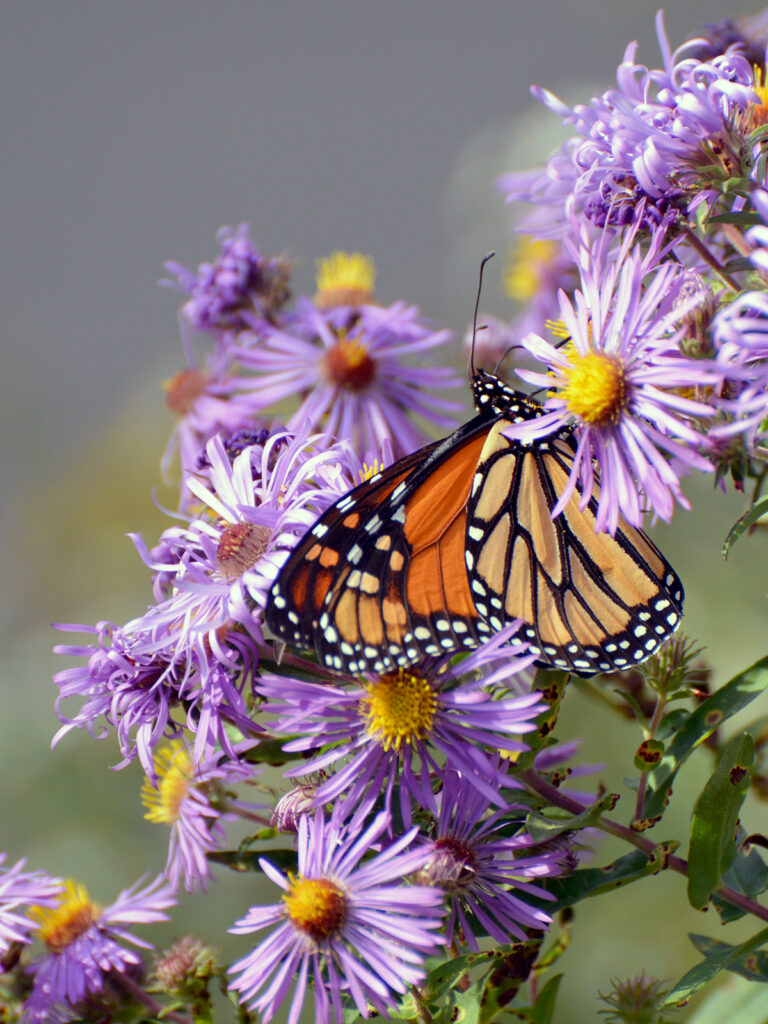 Monarch nectaring on aster