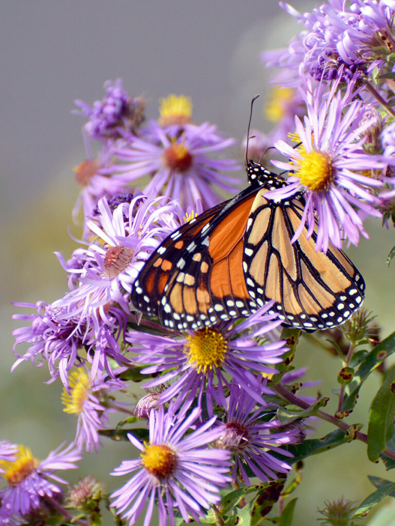 Monarch nectaring on aster