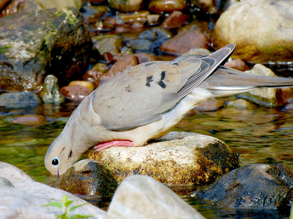 Mourning dove drinking