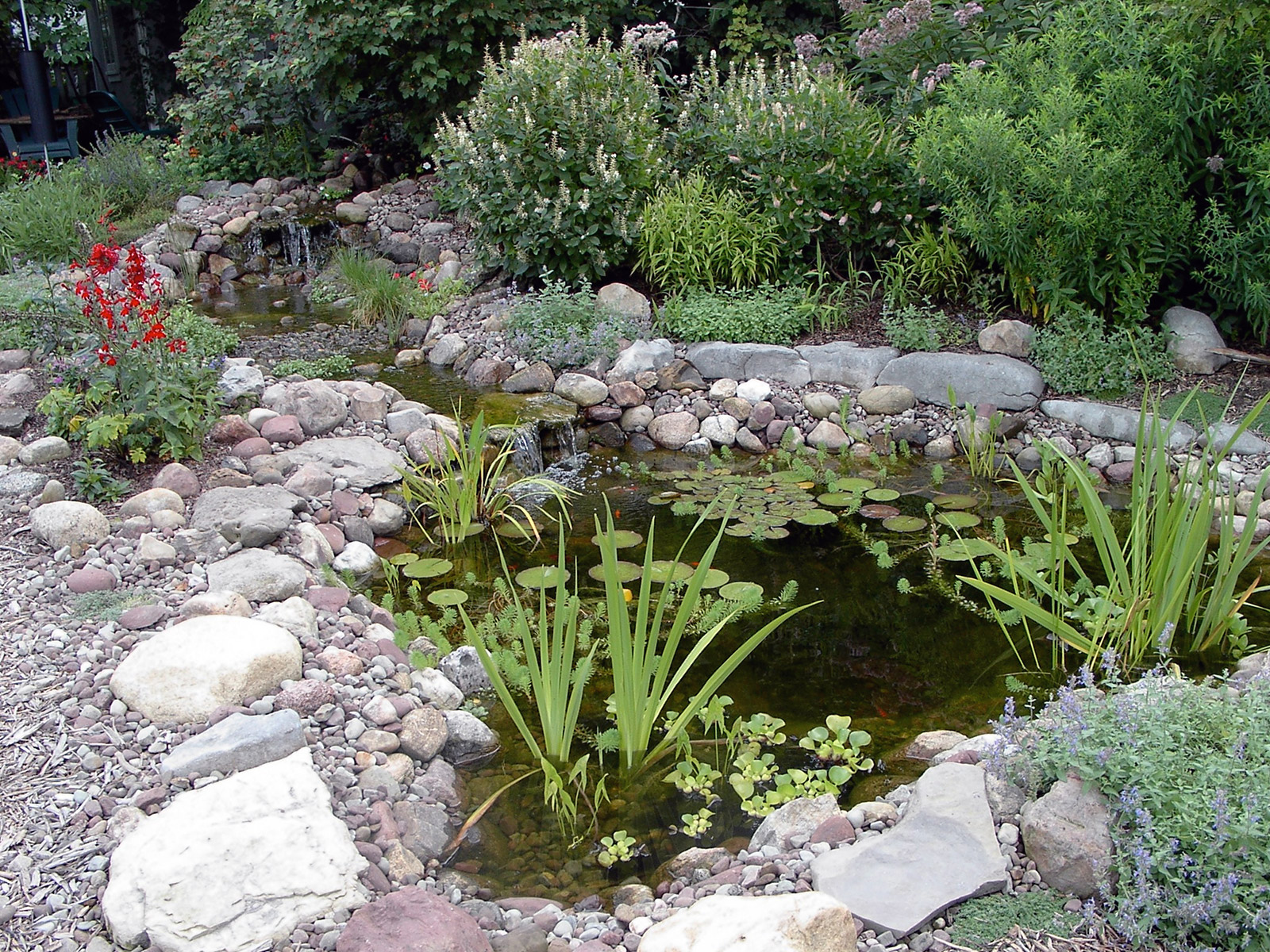 Pond and stream – Our Habitat Garden