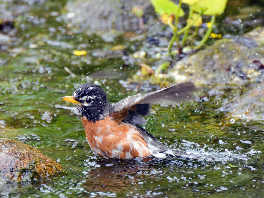 Robin bathing in the stream