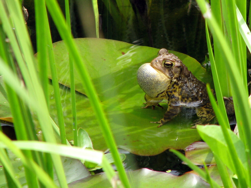 Toad singing in mating season