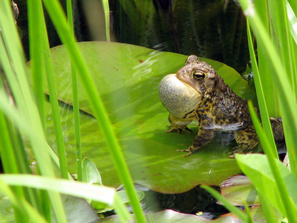 Male toad singing in mating season
