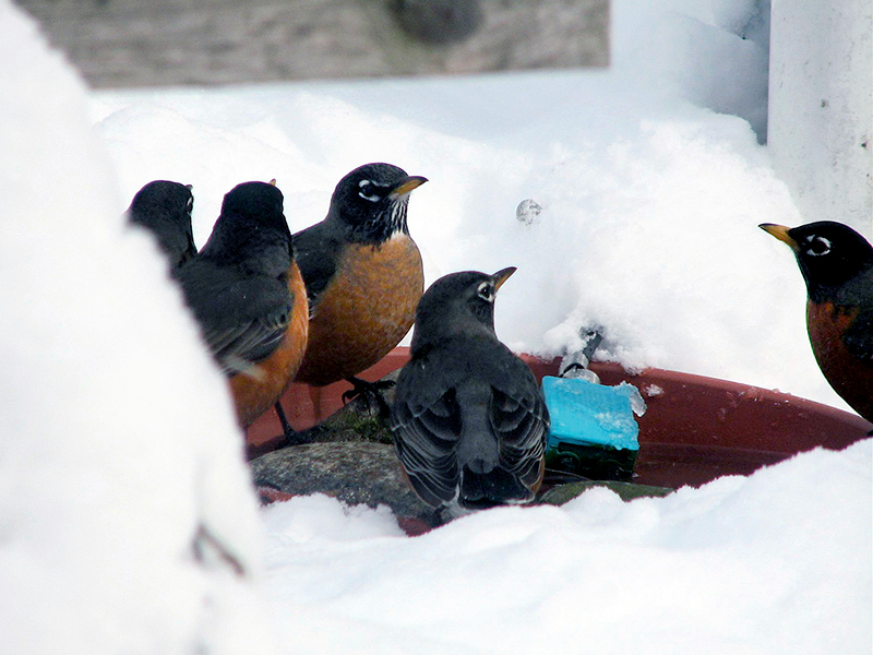 Robins using birdbath in winter