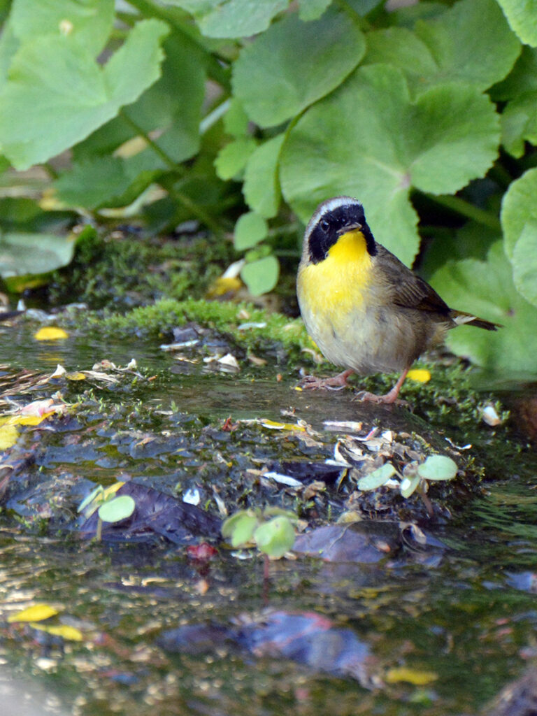 Common yellowthroat bathing in stream