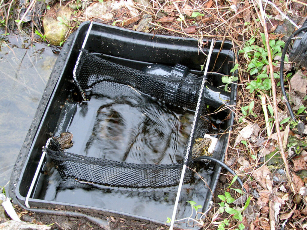 Toads in the skimmer