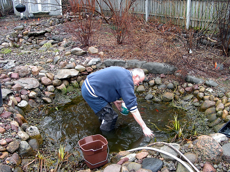 Cleaning the pond in the spring