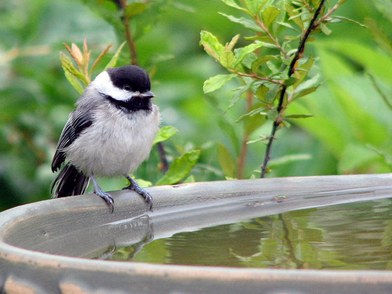 Chickadee using a birdbath