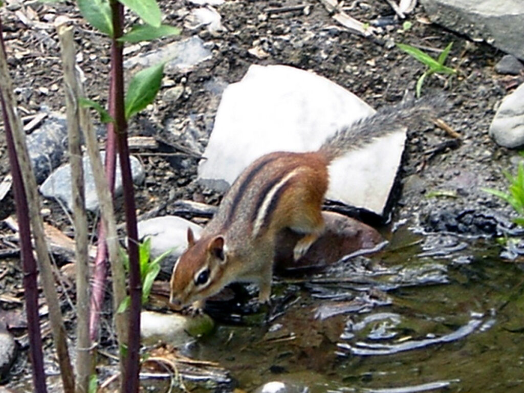 Chipmunk drinking from our pond